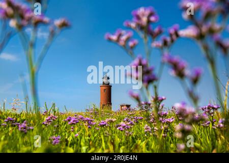 Hallig lilla, faro e Hallig Langeness, Nord Isole Frisone, Schleswig-Holstein, Germania Foto Stock