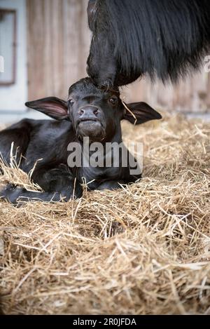 Vitello di bufalo ALB, Hohenstein, Reutlingen, Alb sveva, Baden-Wuerttemberg, Germania Foto Stock