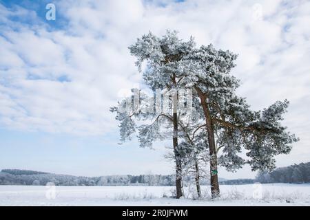 Pino di Lone coperto di neve in un paesaggio invernale delle meraviglie tra Voehl e Marienhagen, vicino a Vöhl, Assia, Germania, Europa Foto Stock