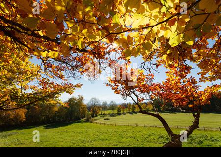 Vista da Ilkahoehe attraverso prati verdi fino alle alpi, foglie di faggi in autunno, estate indiana, vicino Tutzing, Starnberg cinque laghi regione, distro Foto Stock