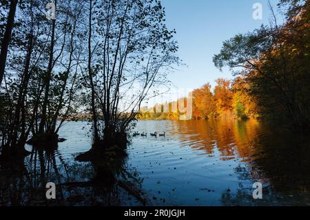 Anatre sul Wesslinger vedere in autunno, estate indiana, lago, Starnberg cinque laghi regione, distretto di Starnberg, Baviera alpina Foreland, alta Baviera, Bava Foto Stock