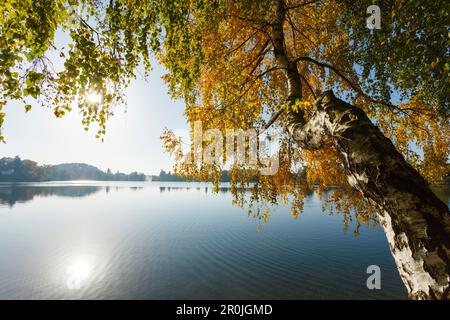 Birch a Wesslinger See in autunno, estate indiana, lago, Sternberg cinque laghi regione, distretto di Sternberg, fornello alpino bavarese, alta Baviera, Foto Stock