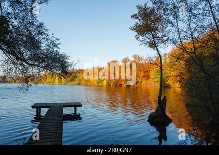 Jetty a Wesslinger See in autunno, estate indiana, lago, regione dei cinque laghi di Starnberg, distretto di Starnberg, Foreland alpina bavarese, alta Baviera, Bava Foto Stock