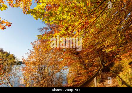 Sentiero a Wesslinger See in autunno, estate indiana, lago, regione dei cinque laghi di Starnberg, distretto di Starnberg, Foreland alpina bavarese, alta Baviera, Bava Foto Stock