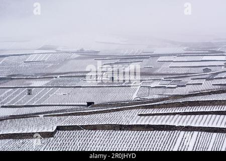 Vigneti innevati tra le città di Martigny e Sion, Valle di Rhône, Cantone del Vallese, Svizzera Foto Stock