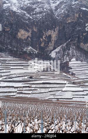 Vigneti innevati tra le città di Martigny e Sion, Valle del Rodano, Cantone del Vallese, Svizzera Foto Stock