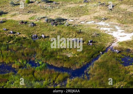 Gli elefanti di Okavango Delta, Maun, Botswana Foto Stock