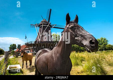 Cavalli di fronte al museo dei mulini a vento, Lemkenhafen, isola di Fehmarn, costa baltica, Schleswig-Holstein, Germania Foto Stock