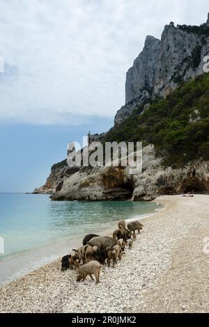 Cinghiale (Sus Scrofa, Suidae) e giovani suinetti, sulla spiaggia di ciottoli della baia Cala Sisine, Selvaggio Blu, Sardegna, Italia, Europa Foto Stock