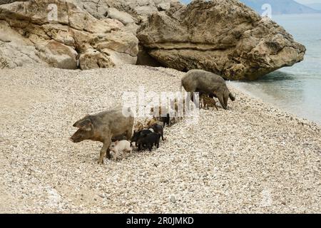 Cinghiale (Sus Scrofa, Suidae) e giovani suinetti sulla spiaggia di ciottoli della baia Cala Sisine, Selvaggio Blu, Sardegna, Italia, Europa Foto Stock