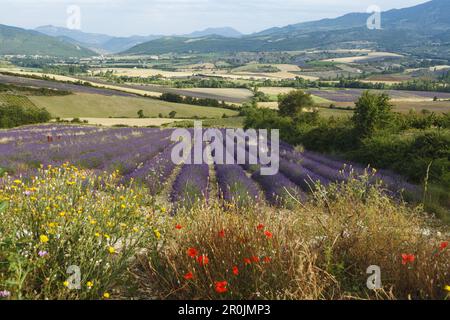 campo di lavanda, lavanda, lat. Lavendula angustifolia, vicino a Nyons, Drome, Provenza, Francia, Europa Foto Stock