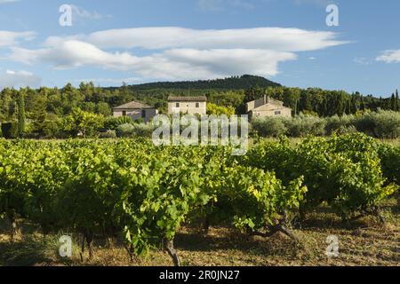 Vigneto con vitigni, cottage vicino a Bonnieux, montagne del Luberon, Luberon, Vaucluse, Provenza, Francia, Europa Foto Stock