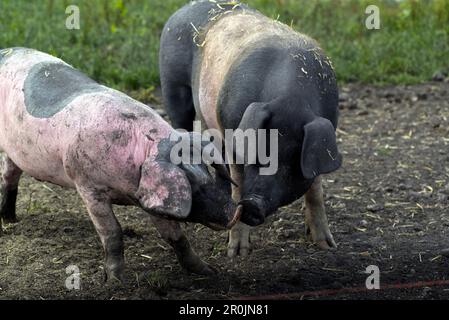 Pascolando maiali che wowlowing nel fango su un pascolo. La razza è chiamata Swabian-Hall porco. Germering, Baviera, Germania Foto Stock