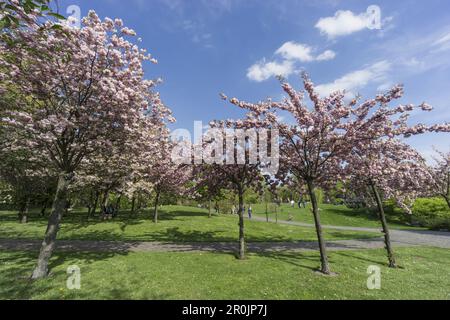 Fiore dei ciliegi nel GIARDINO DEL MONDO, parco ricreativo, Marzahn, Berlino Foto Stock