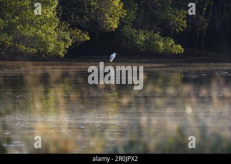 Un colpo ambientale di un adulto australiano Grande uccello Egret - Ardea alba - in piedi vicino alle conchiglia di un fiume di marea in morbida, mattina presto, misty Foto Stock