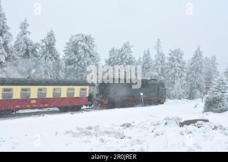 Treno storico a vapore Brockenbahn cavalcando attraverso il bosco innevato fino a Brocken in inverno, Harzer Schmalspurbahnen (ferrovia stretta), Schierke, Parco Nazionale ha Foto Stock