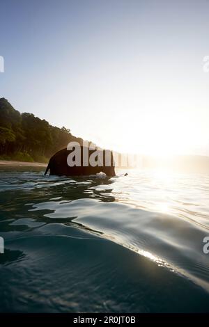 Elephant va a nuotare, la spiaggia al mattino presto, la foresta senza palme, West Coast, Havelock Island, Andaman Islands, Union Territory, India Foto Stock