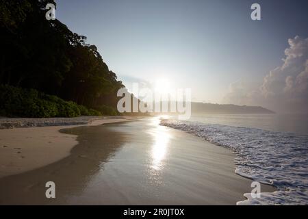 Spiaggia No.7, o Radhanagar Beach, al mattino presto, foresta senza palme, Costa Occidentale, Havelock Island, Andaman Islands, Territorio dell'Unione, India Foto Stock