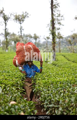 Raccoglitrice di tè con 20 kg di foglie di tè sulla sua testa, camminando tra alberi da tè, che vengono raccolti ogni 20 giorni sopra 10 km ovest Valparai, Tamil Nadu, Wee Foto Stock