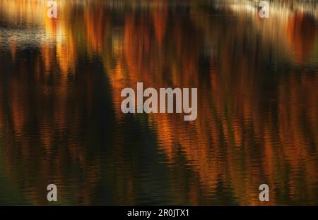 Autunno dorato con foresta di larice che si riflette in un lago, Schnalstal, Alto Adige, Italia Foto Stock