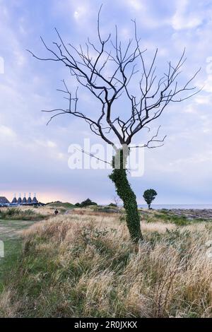 Smokehouse per pesce e albero morto contro un cielo drammatico, Mar Baltico, Bornholm, Svaneke, Danimarca, Europa Foto Stock