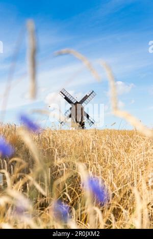 Mulino a vento in un campo di segale con fiori di mais, estate, Mar Baltico, Bornholm, vicino a Gudhjem, Danimarca, Europa Foto Stock