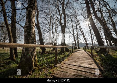 Sentiero escursionistico attraverso il fossato di Schopfloch, intorno a Lenningen, distretto di Esslingen, Alb Svevo, Baden-Wuerttemberg, Germania Foto Stock