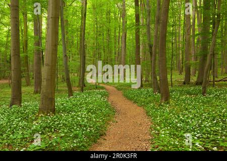 Sentiero escursionistico attraverso fiorente aglio selvatico, parco nazionale Hainich, Turingia, Germania Foto Stock