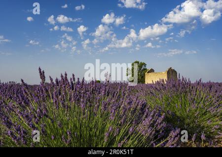 La lavanda, campo, Lavandula angustifolia, Plateau de valensole, Francia, Provence-Alpes-Côte d'Azur, in Francia Foto Stock