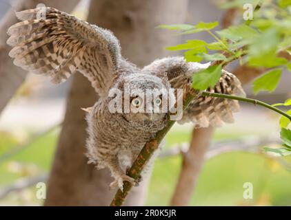 Eastern screech gufo bambino imparando a volare, Quebec, Canada Foto Stock