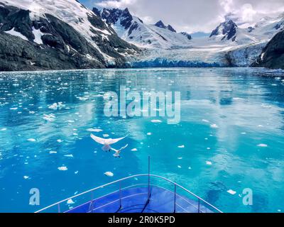 Fiocchi di neve (Chionis albus) che volano sopra l'arco di una nave che naviga verso un ghiacciaio nel fiordo di Drygalski sull'isola della Georgia meridionale. Foto Stock