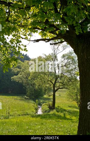 Giovani faggi (Fagus sylvatica) crescono lungo le rive di un ruscello di campo incorniciato da un vecchio albero di quercia (Quercus robur) nei pressi di Frankenau, Assia, Germania, Foto Stock