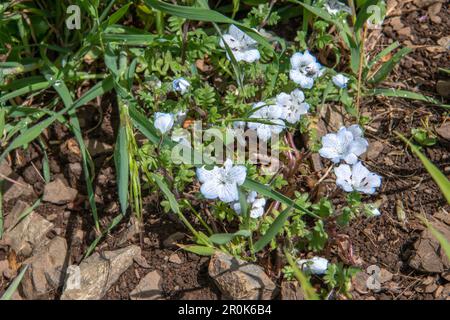 Baby Blue Eyes, Nemophila menziesii, fiori selvatici fioriscono nella natura selvaggia della California durante la super fioritura. Foto Stock