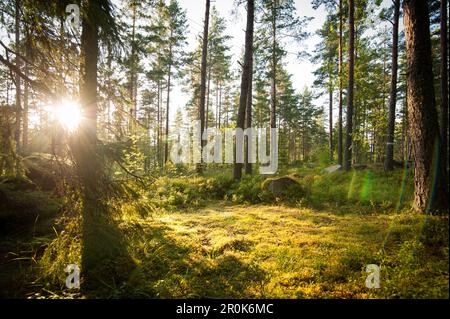 Sole serale nel bosco tra pini e rocce mosse, Trollegater, Kinda, ostergotland, Svezia Foto Stock
