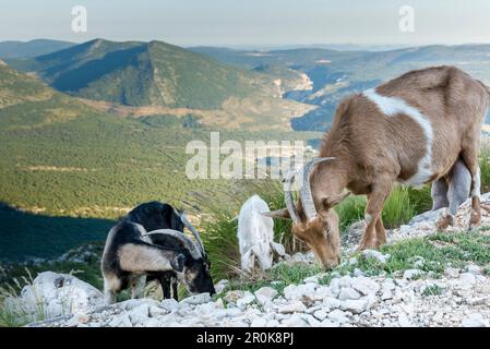 Capre selvatiche sulle rocce, Verdon Gorge, Route des Cretes, Vosges, Provence-Alpes-Côte d'Azur, in Francia Foto Stock