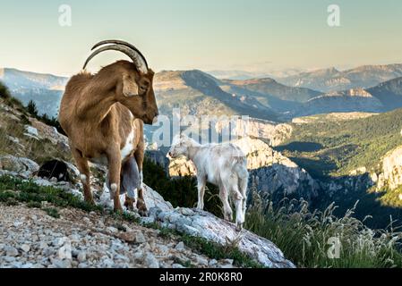 Capre selvatiche sulle rocce, Verdon Gorge, Route des Cretes, Vosges, Provence-Alpes-Côte d'Azur, in Francia Foto Stock