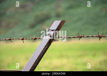 Primo piano del palo di recinzione di metallo con filo spinato arrugginito Foto Stock