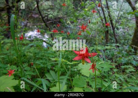 Aquilegia formosa, colonna occidentale fioritura in una foresta sottobosoria in California. Foto Stock