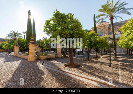 Patio de los Naranjos, patio, cortile interno, la Mezquita, Cattedrale di Mezquita, moschea e cattedrale, centro storico di Cordoba, UNESCO World Herita Foto Stock