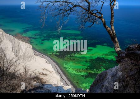 Albero in cima a scogliere di gesso, scogliere bianche di Moen, Moens Klint, Isola di Moen, Mar Baltico, Danimarca Foto Stock