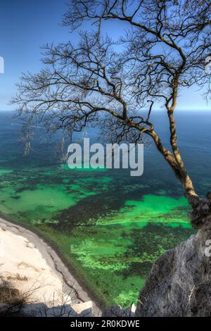 Albero in cima a scogliere di gesso, scogliere bianche di Moen, Moens Klint, Isola di Moen, Mar Baltico, Danimarca Foto Stock