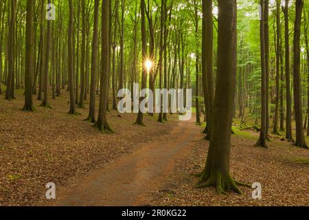 In legno di faggio al di sopra del chalk rocks, Jasmund National Park, Ruegen, Mar Baltico, Meclemburgo-Pomerania Occidentale, Germania Foto Stock