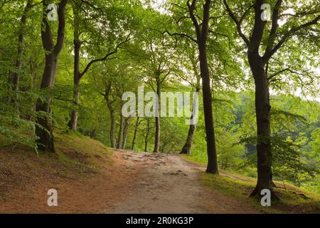 In legno di faggio al di sopra del chalk rocks, Jasmund National Park, Ruegen, Mar Baltico, Meclemburgo-Pomerania Occidentale, Germania Foto Stock