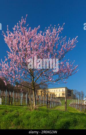 Fiore di mandorla a Villa Ludwigshoehe, Mandelbluetenweg, Deutsche Weinstrasse (tedesco la strada del vino), Pfalz, Renania-Palatinato, Germania Foto Stock