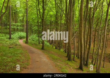 In legno di faggio al di sopra del chalk rocks, Jasmund National Park, Ruegen, Mar Baltico, Meclemburgo-Pomerania Occidentale, Germania Foto Stock