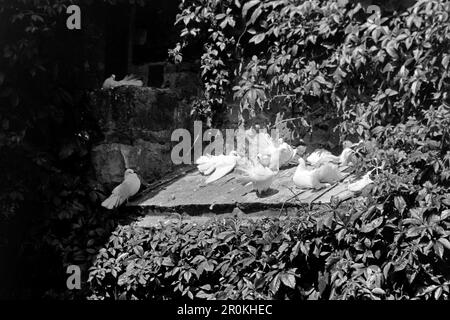 Weiße Tauben auf der Wartburg bei Eisenach in Thüringen, 1956. Colombe bianche al Castello di Wartburg vicino a Eisenach in Turingia, 1956. Foto Stock