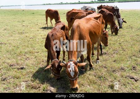 Mucche in un campo erboso in una giornata luminosa e soleggiata Foto Stock