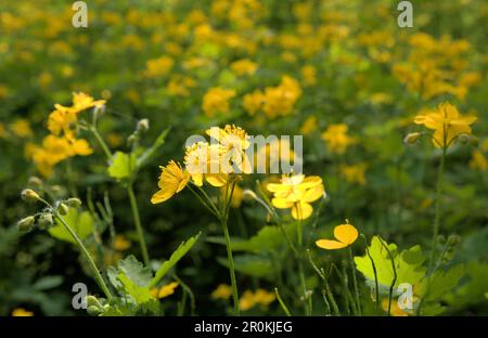 Bella fioritura fresco fiori di celandina verde foglie giallo colori giardino naturale soleggiato giorno primo piano macro sfondo Foto Stock