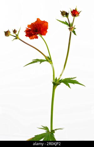 Un bel fiore di Geum Rosso isolato su uno sfondo bianco Foto Stock