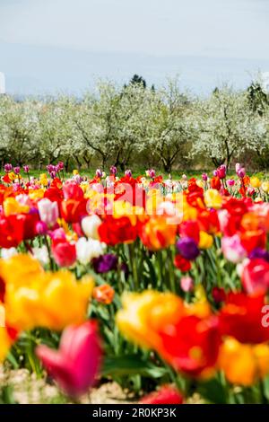 Campo di tulipani e alberi da frutto in fiore, a Ballrechten-Dottingen, Markgräfler Land, Foresta Nera, Baden-Württemberg, Germania Foto Stock